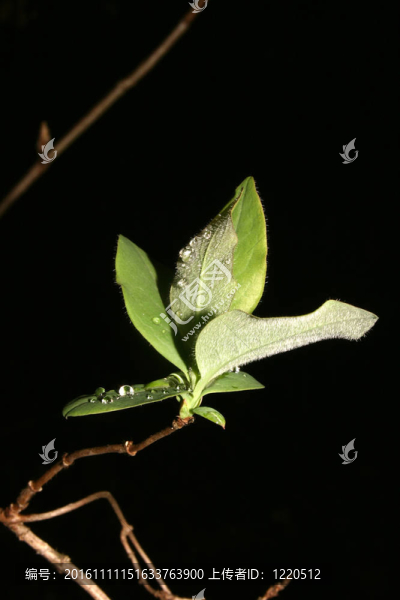 春天的年輕葉子