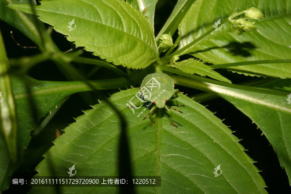 綠盾蝽（Palomena,prasina）
