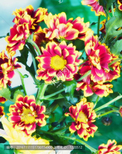 herbera花束