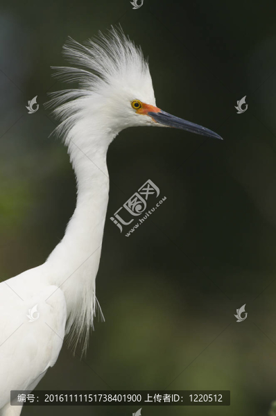 雪鷺；Egretta,thula