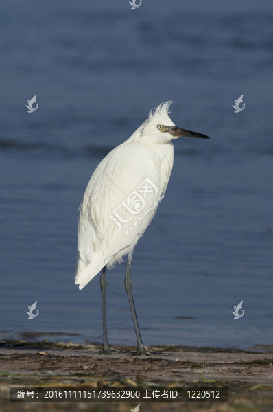 棕頸鷺；Egretta,rufescens