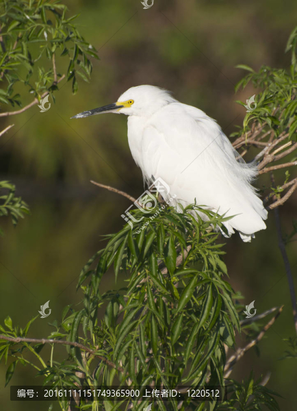 雪鷺；Egretta,thula