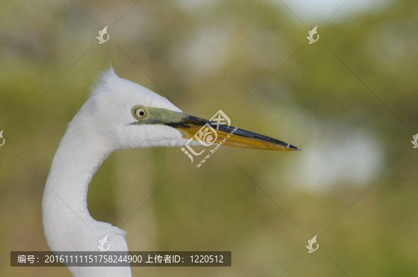 大白鷺；Ardea,alba