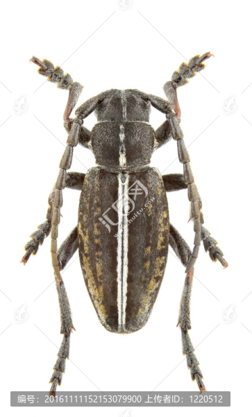 pedestredorcadion,pusillum