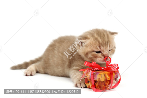 隔離貓和禮物