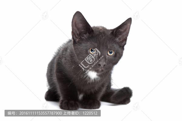黑色的小貓