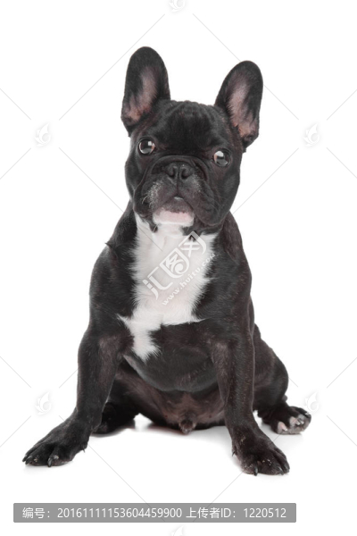 黑色和白色的法國(guó)斗牛犬
