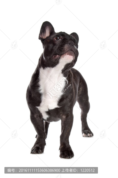 黑色和白色的法國(guó)斗牛犬