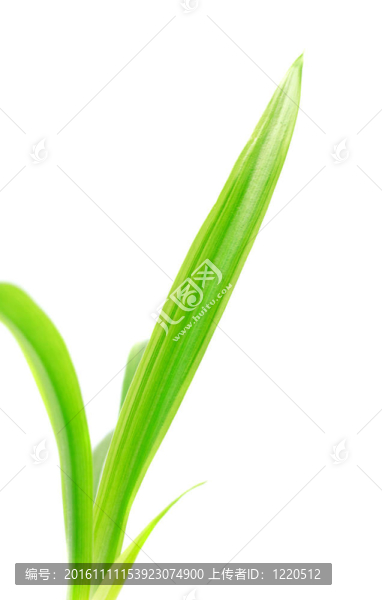 綠色的葉子