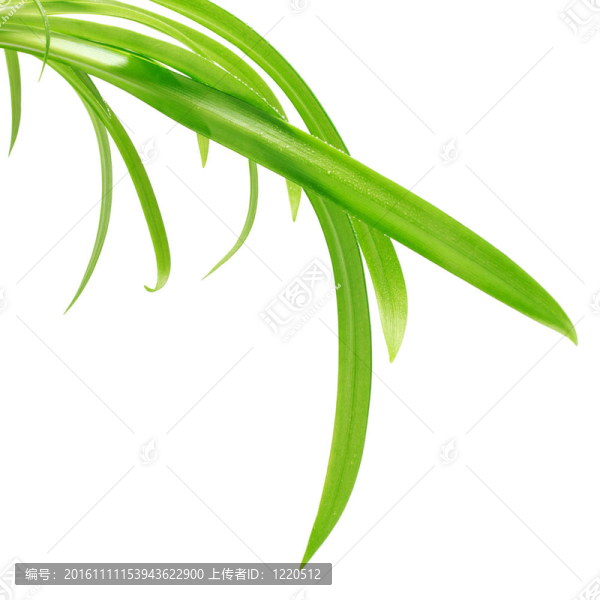 綠色的葉子