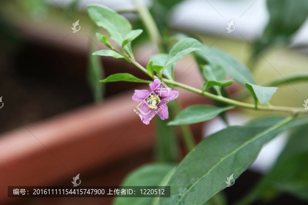 枸杞花