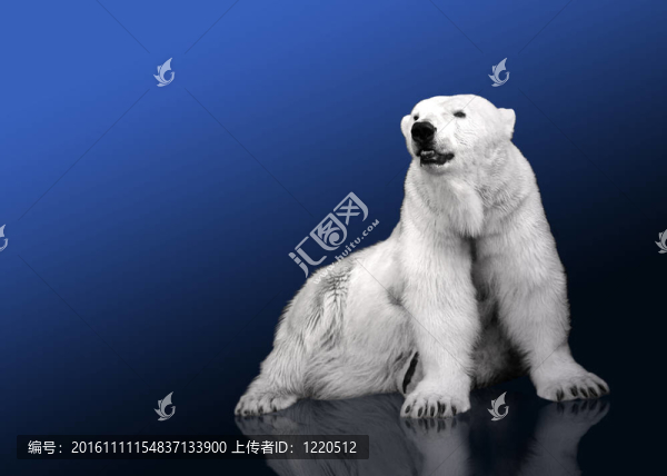 白色北極熊獵人-坐著