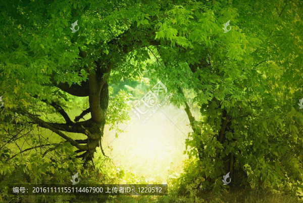 精靈之地的大門