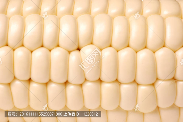 玉米的紋理