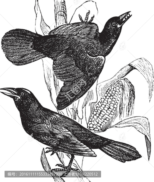 紫色白頭翁。（Quiscalus,versicolor）。-,1。女性。2。男性；復(fù)古雕刻。