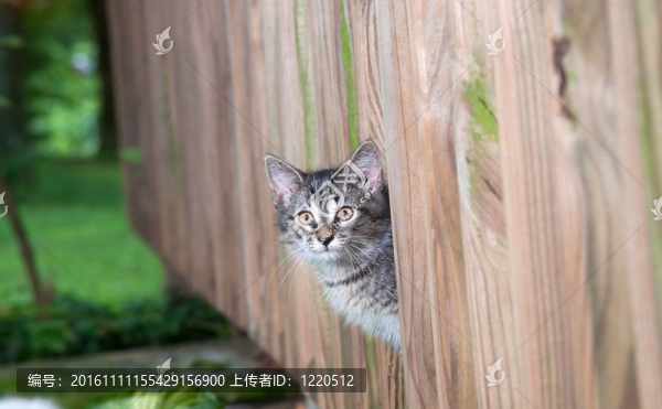 可愛(ài)的小貓?jiān)谀緰艡诟Q視