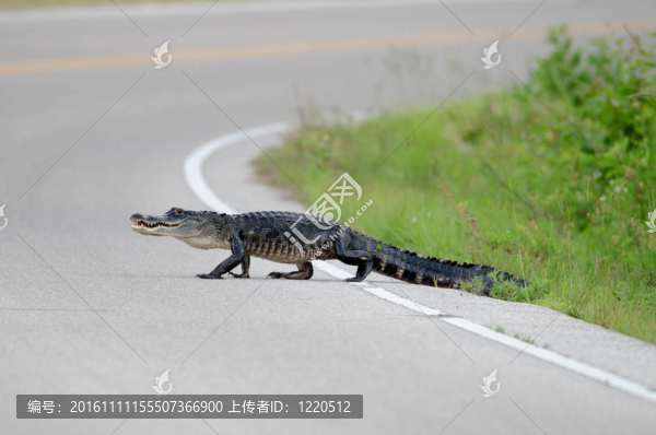 道路上的美洲大鱷魚