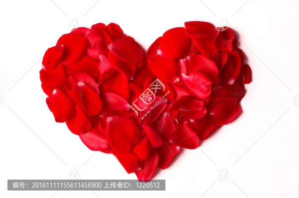 白玫瑰上的花瓣