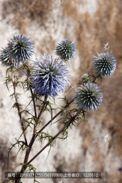 Cyprian,Donkey,Thistle（大Cyprium）