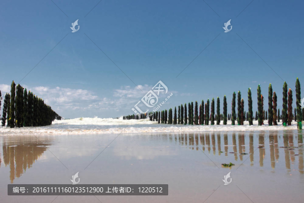 法國(guó)蛋白石沿岸的貽貝海