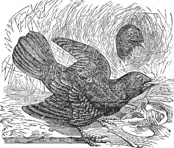 緞藍園丁鳥或Ptilonorhynchus,violaceus復古雕刻