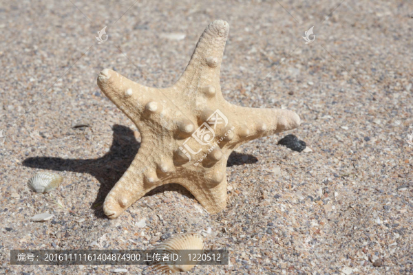 海星