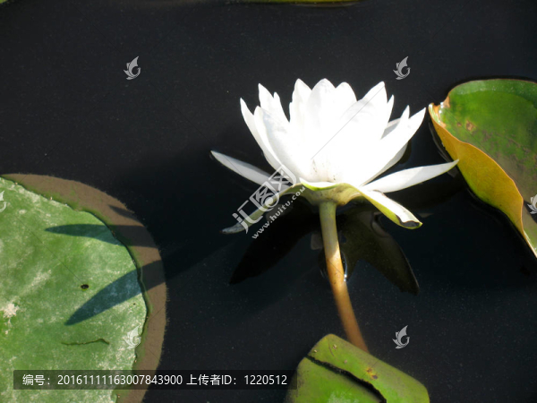 水百合
