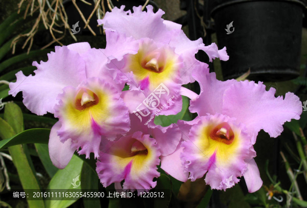 蘭花