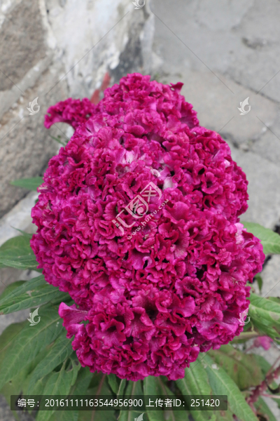 雞冠花