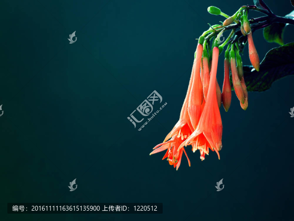 紫紅色的花在藍綠色的背景。