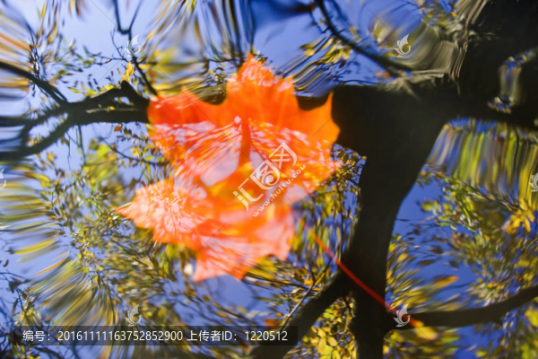 水上的秋天的葉子