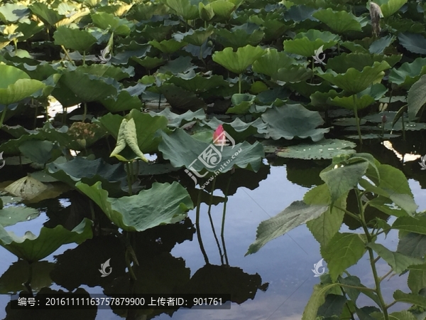 蓮花
