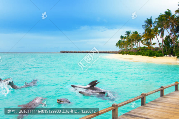 馬爾代夫.海洋和熱帶島嶼上的海豚。