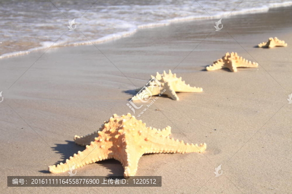 夏天海灘上的海星
