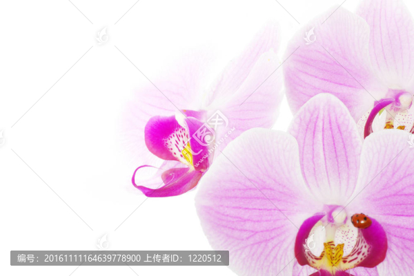 瓢蟲