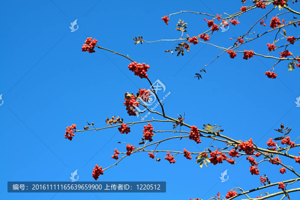 在藍(lán)色的背景圖片的漿果