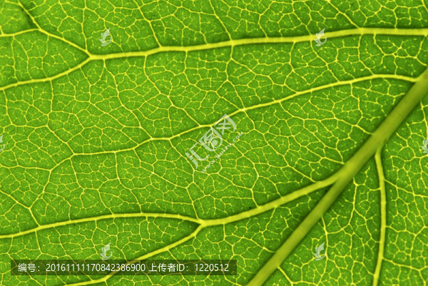 葉片結(jié)構(gòu)