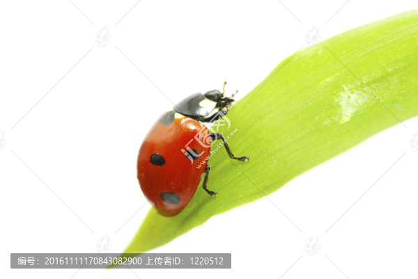 紅瓢蟲