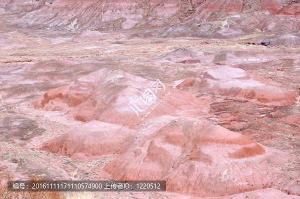 石化森林景觀
