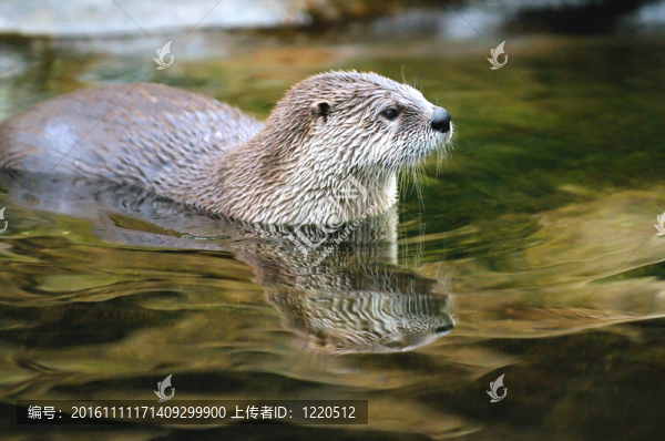 歐亞水獺