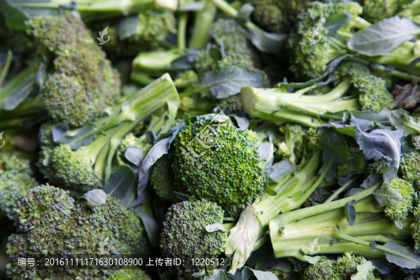 西蘭花樁