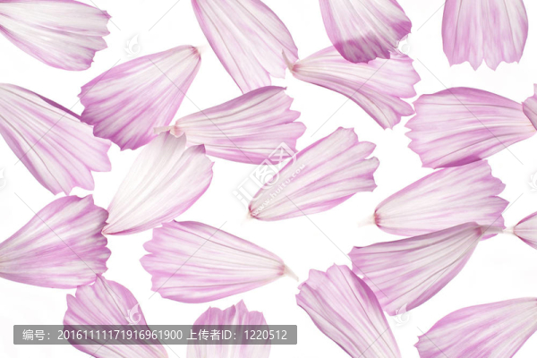 宇宙的花瓣