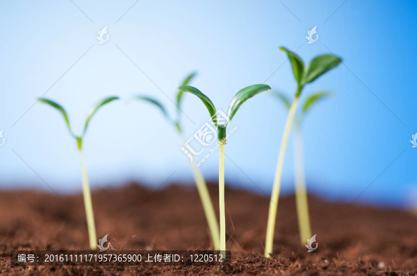 綠色苗木闡釋新生活理念