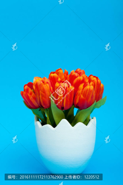 五顏六色的郁金香花在白壺里