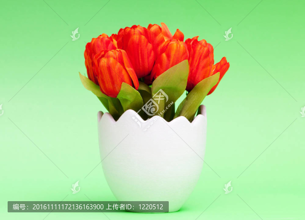 五顏六色的郁金香花在白壺里
