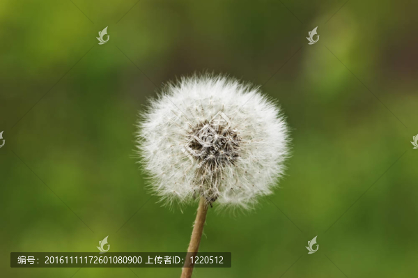 蒲公英
