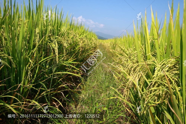 稻田