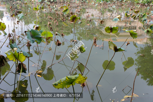 殘荷