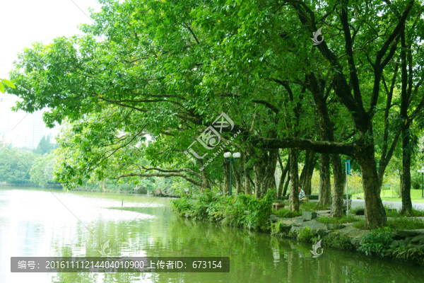 湖邊綠樹(shù)