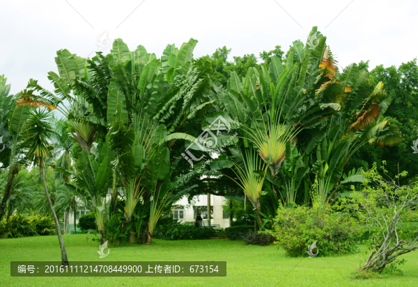 綠樹草地